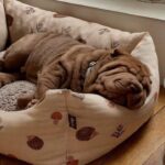 WhatsApp Image 2025-10-26 at 22.02.15_e098a94b