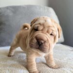 WhatsApp Image 2025-11-05 at 02.34.55_447357bb