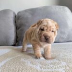 WhatsApp Image 2025-11-05 at 02.34.56_13d4fca3