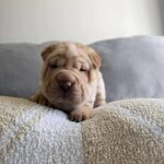 WhatsApp Image 2025-11-05 at 02.34.56_fad70927