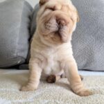 WhatsApp Image 2025-11-05 at 02.47.56_eac03a79