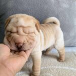 WhatsApp Image 2025-11-05 at 02.47.57_1abb332e