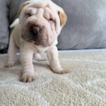 WhatsApp Image 2025-11-05 at 02.53.47_f3c3c94c